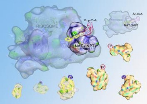 Creative BioMart Seminar-for Protein Modification Services