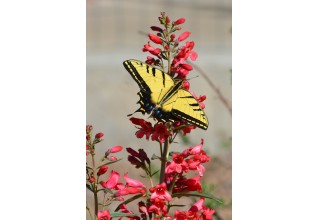 Swallowtail Butterfly on Penstemon