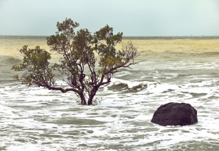 Tree vs Rising Tides