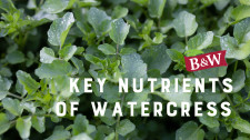 Key Nutrients of Watercress