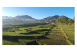 Aerial Drone shot of Indonesian Rice Paddy