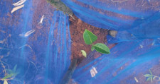 Sapling in Sri Lanka