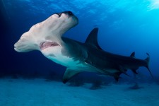Deep Hammerhead Shark