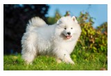 Teresa Heaver, Kabeara Samoyeds, Kabeara Kennels, Teresa Heaver Lockport, Illinois