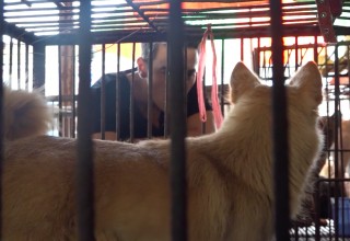 Dr. John Sessa witnessing the terror in Yulin, China