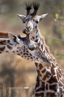 Giraffes in Tarangire National Park