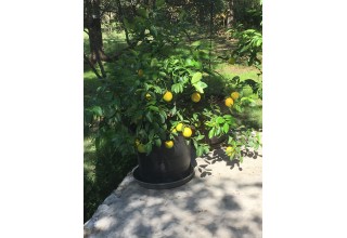 Improved Meyer Lemon Tree from US Citrus