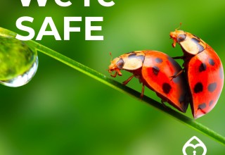 The SAFE App SAFE Space IM SAFE Campaign - Lady Bugs