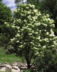 Ivory Silk Lilac Tree