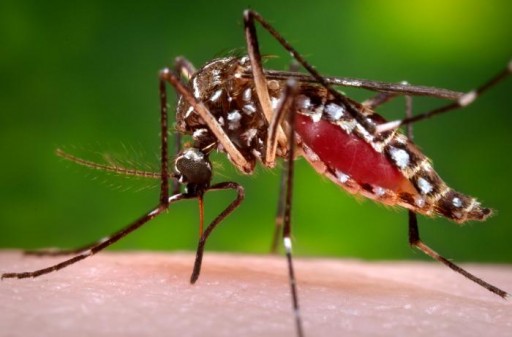 The Zika Virus: What You Should Know