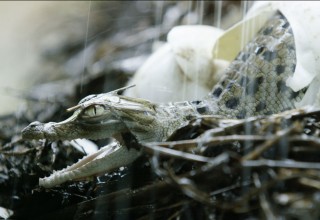 Baby crocodiles