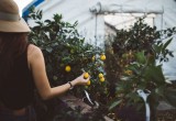 Picking lemons