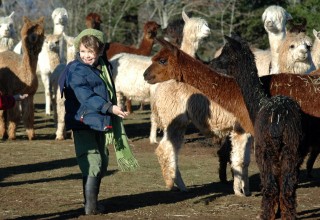 Alpacas at Marquam Hill Ranch in Oregon's Mt. Hood Territory