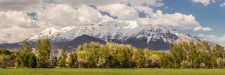 Timpanogos Spring