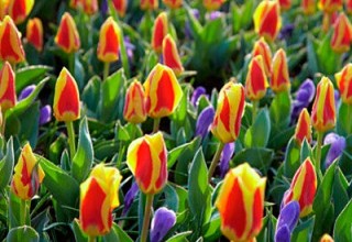 Red and Yellow Rock Garden Tulips