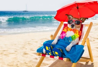 Dog Hanging Out in Shade on Sunny Beach