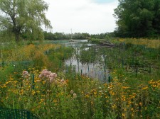 Habitat Restoration Project, Kleinschmidt