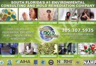 Miami Mold Specialists