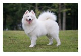 Teresa Heaver, Kabeara Samoyeds, Kabeara Kennels, Teresa Heaver Lockport, Illinois