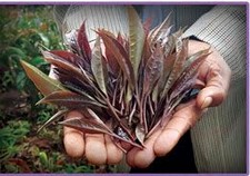 Purple Tea Leaves