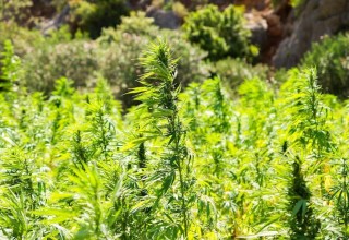 Outdoor Hemp Field