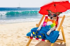 Dog Hanging Out in Shade on Sunny Beach