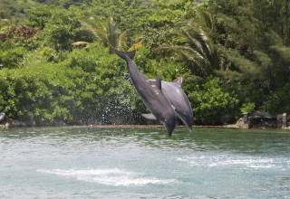 Dolphin Cove - Ochos Rios