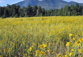 San Francisco Peaks & Sunflowers