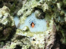 Clownfish in a Bleached Anemone