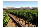 Zaca Mesa Syrah Vineyard