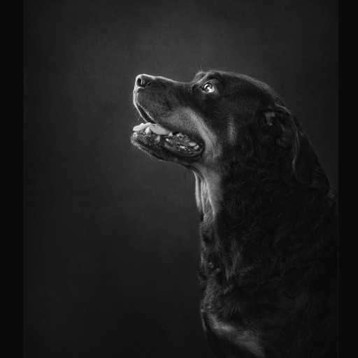 Arkansas Pet Photographer Wins Awards for Outstanding Pet Photography