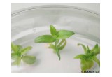 In Vitro Transgenic Camelina