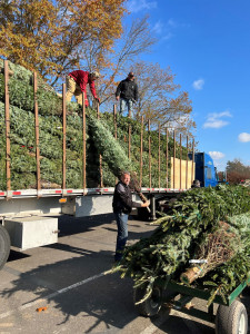 farm fresh real Christmas trees