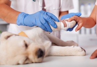 Vet Tech Caring for Injured Puppy