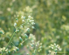 Camelina Plants in Bloom