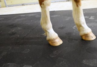 Greatmats Horse Stall Mats 