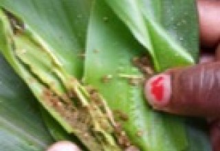 Fall army worm damage to Maize