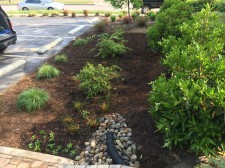 Completed Rain Garden