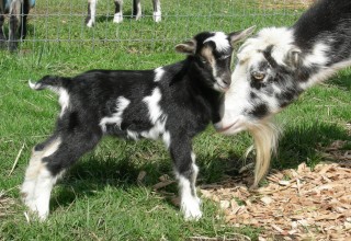 Baby goat at Out in the Garden in Oregon's Mt. Hood Territory