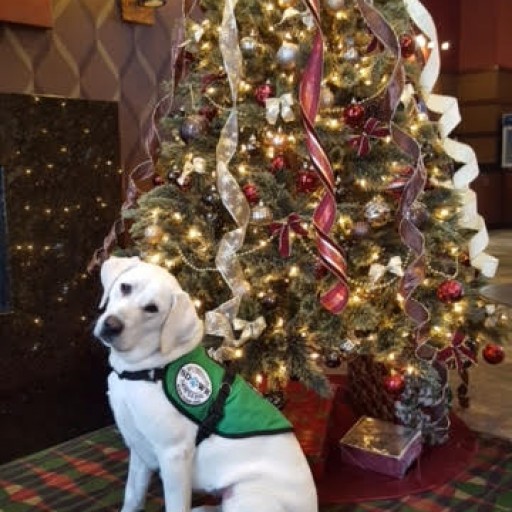 Service Dogs by Warren Retrievers Delivers Service Dog to Alma MI Doctor