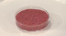 Synthetic (Cultured) Meat