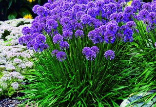 Allium 'Millenium' 