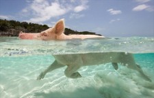 Little Piggy Swimming For His Food