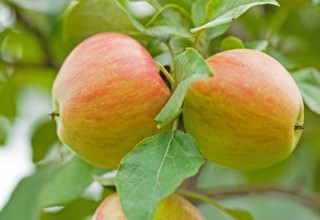 Honeycrisp Apple Tree