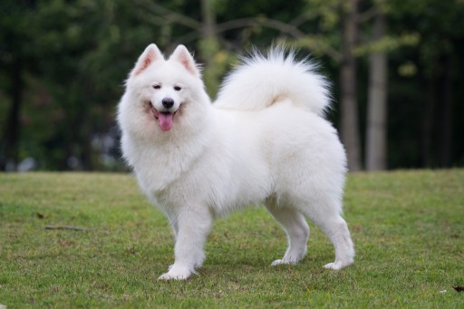 Kabeara Kennels Teresa Heaver Raises Customer Awareness on Samoyed Breed