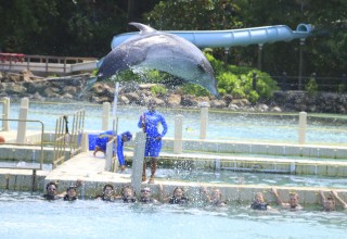 Dolphin Cove - Ochos Rios