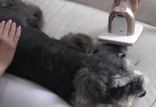 Efficient Pet Grooming