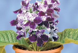 Cape Primrose 'Remembering John'