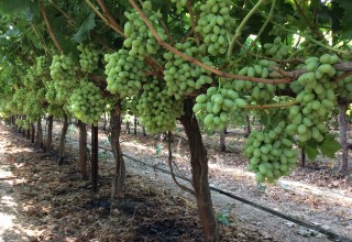  Blanc Vineyards