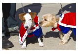 Dogs in costume for Halloween